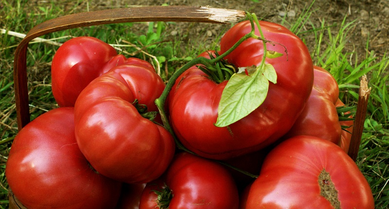 5 sfaturi pentru o recoltă bogată de rosii. Ține bolile și dăunătorii la distanță cu aceste trucuri - Clepsi.ro