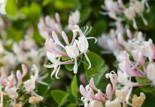 „De azi înainte tu vei fi floarea preferată a oamenilor, cu puterea să vindeci pe om de toate bolile și să-l salvezi de la moarte”-MÂNA MAICII DOMNULUI- Floarea binecuvântată cu puteri vindecătoare