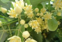 CURA cu TINCTURĂ DIN FLOARE DE TEI pentru diferite afecțiuni