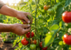 Ce trebuie făcut la roșii în luna iulie pentru o recoltă bogată. Lucrări pe care mulți grădinari le ignoră Plante de tomate sănătoase și lucrări de întreținere efectuate în luna iulie