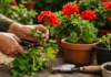 Cum se înmulțesc mușcatele pas cu pas. Metoda simplă prin care poți obține zeci de plante noi Butași de mușcată pregătiți pentru plantare și înmulțire în ghivece