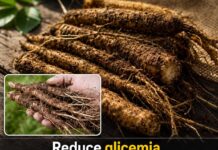 Planta bogată în inulină și antioxidanți: efectele sale asupra glicemiei, ficatului și colesterolului
