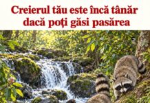 Poți găsi pasărea ascunsă printre ratoni? Detaliul pe care mulți îl observă abia după câteva secunde